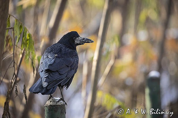 Gawron, Corvus frugilegus