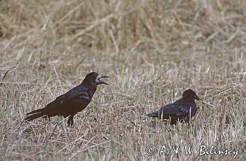 gawrony na polu Corvus frugilegus