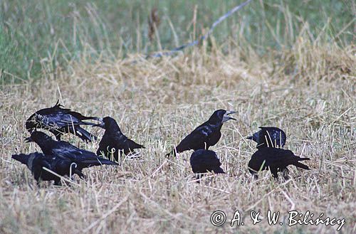 gawrony na polu Corvus frugilegus