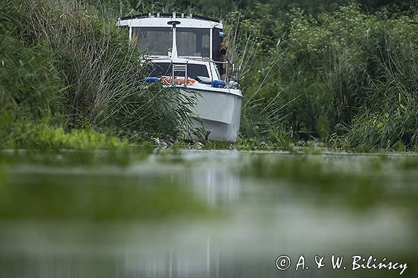 Gęś gęgawa, gęgawa, Anser anser i houseboat