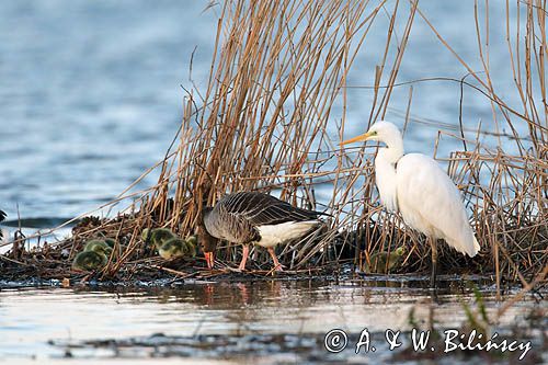 czapla biała, Casmerodius albus, Ardea alba, Egretta alba i gęsi gęgawa Anser anser z młodymi