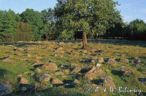 Suwalszczyzna rezerwat Głazowisko Bachanowo nad Czarną Hańczą