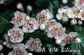 głóg dwuszyjkowy Crataegus oxyacantha