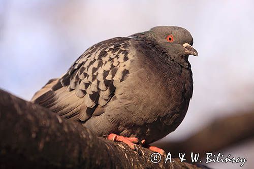 gołąb miejski, gołąb skalny, Columba livia forma urbana feral pigeon, Columba livia forma urbana