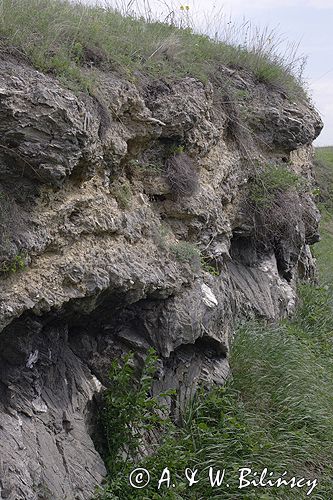 Chotel Czerwony rezerwat stepowy 'Góry Wschodnie' Ponidzie wielkokrystaliczne gipsy