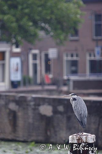 Gouda, Holandia, czapla siwa Ardea cinerea nad kanałem