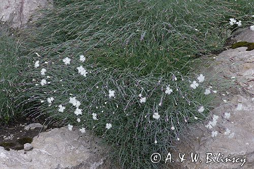 goździk postrzępiony wczesny Dianthus plumarius ssp. praecox