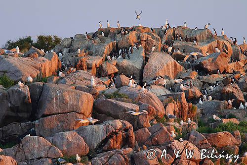 Nurzyki zwyczajne, podbielałe, Uria aalge, i mewy srebrzyste, Larus Argentatus