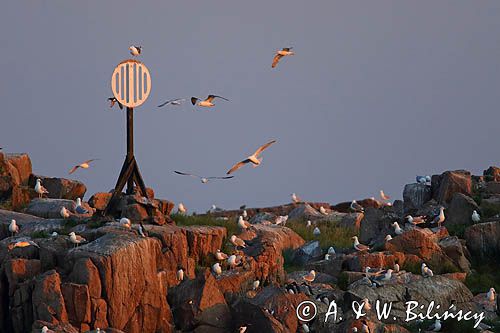 Mewy srebrzyste, Larus Argentatus