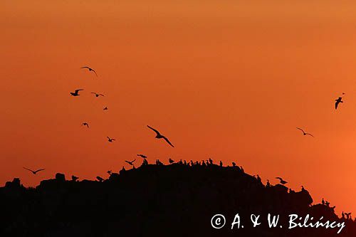 Nurzyki zwyczajne, podbielałe, Uria aalge, i mewy srebrzyste, Larus Argentatus