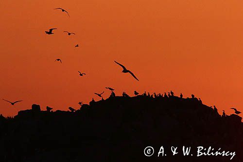 Nurzyki zwyczajne, podbielałe, Uria aalge, i mewy srebrzyste, Larus Argentatus