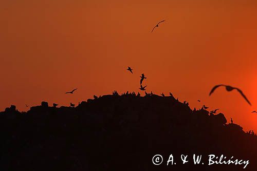 Nurzyki zwyczajne, podbielałe, Uria aalge, i mewy srebrzyste, Larus Argentatus