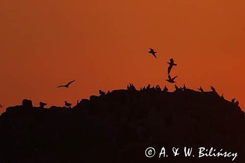 Nurzyki zwyczajne, podbielałe, Uria aalge, i mewy srebrzyste, Larus Argentatus