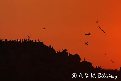 Nurzyki zwyczajne, podbielałe, Uria aalge, i mewy srebrzyste, Larus Argentatus