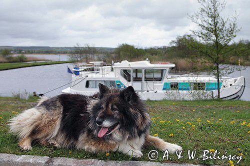 W Grange, penichette 1165FB, rejon Górnej Shannon, Irlandia