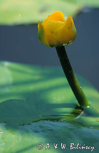 grążel żółty Nuphar lutea