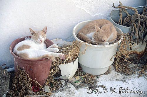śpiące koty, Grecja, wyspa Mykonos Cyklady sleeping cats, Mykonos, Cyclades, Greece