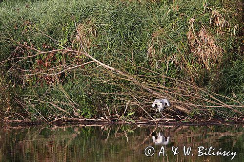 czapla siwa, Ardea cinerea