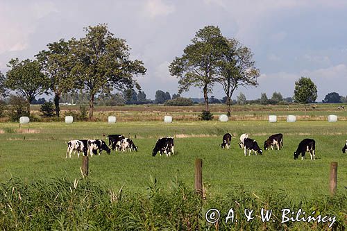 krowy holenderskie na polach wzdłuż kanału, okolice Grootschar, Holandia