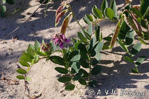 Lathyrus japonicus ssp. maritimus groszek nadmorski) , Lathyrus maritimus