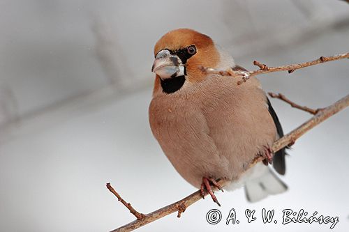 grubodziób Coccothraustes coccothraustes