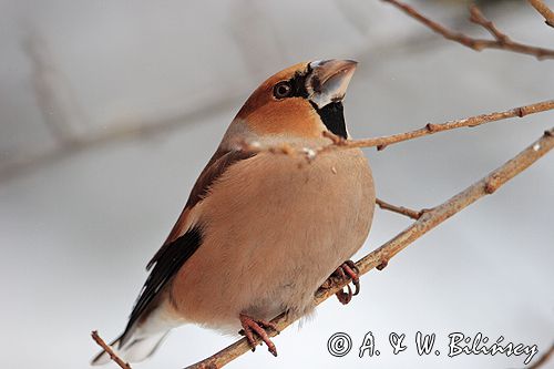 grubodziób Coccothraustes coccothraustes