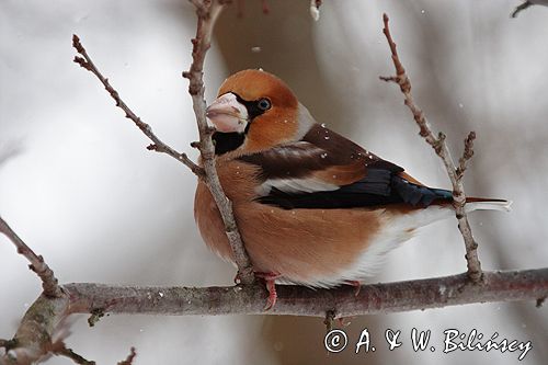 grubodziób Coccothraustes coccothraustes