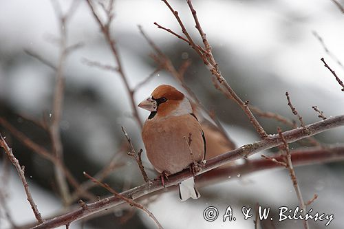 grubodziób Coccothraustes coccothraustes