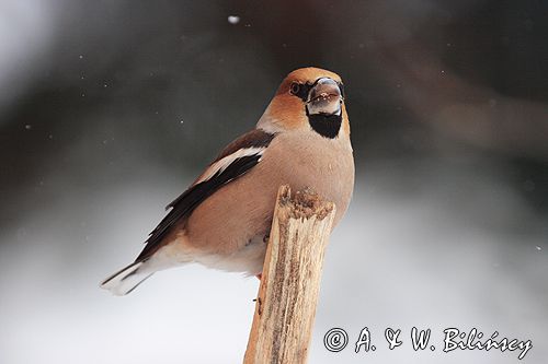 grubodziób Coccothraustes coccothraustes