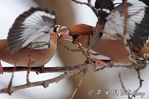 grubodziób Coccothraustes coccothraustes