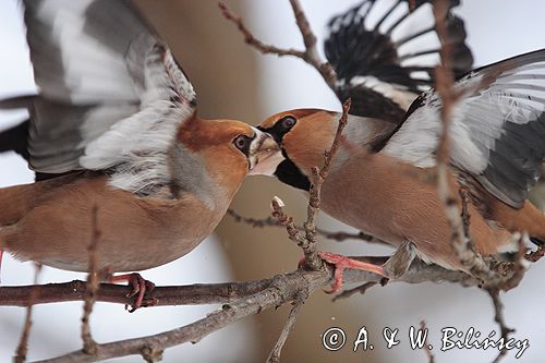 grubodziób Coccothraustes coccothraustes