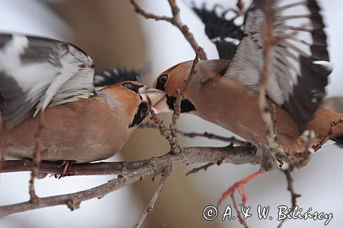 grubodziób Coccothraustes coccothraustes