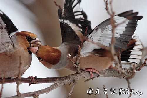 grubodziób Coccothraustes coccothraustes