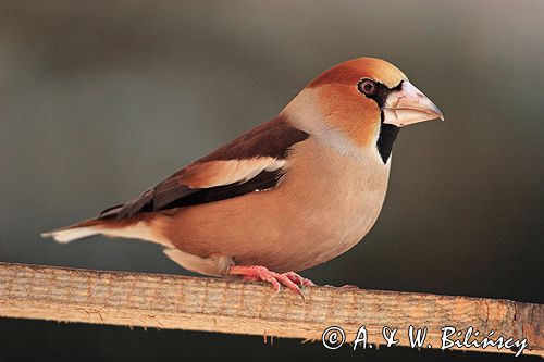 grubodziób Coccothraustes coccothraustes