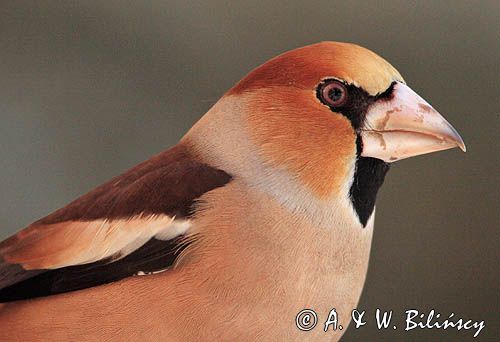 grubodziób Coccothraustes coccothraustes