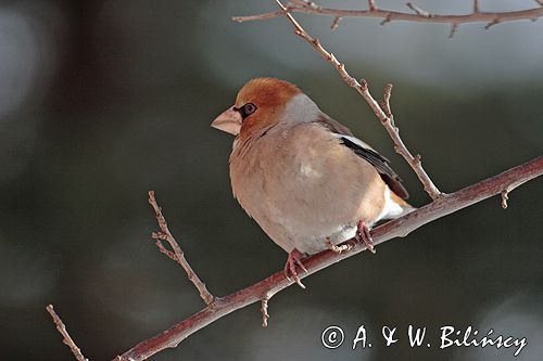 grubodziób Coccothraustes coccothraustes