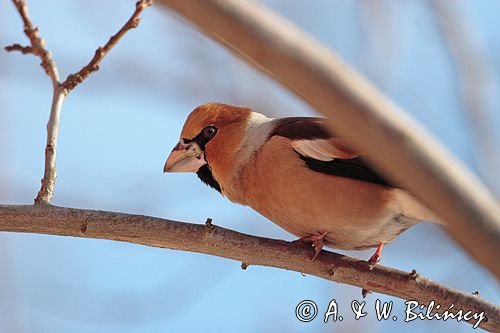 grubodziób Coccothraustes coccothraustes