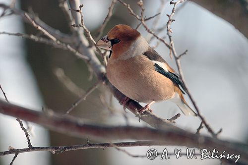 grubodziób Coccothraustes coccothraustes