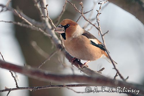 grubodziób Coccothraustes coccothraustes