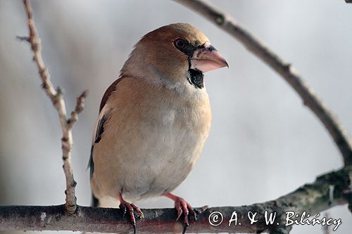 grubodziób Coccothraustes coccothraustes