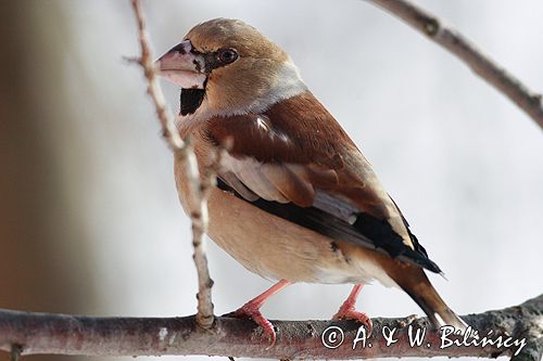 grubodziób Coccothraustes coccothraustes