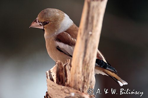 grubodziób Coccothraustes coccothraustes