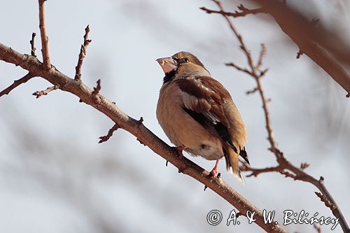 grubodziób Coccothraustes coccothraustes