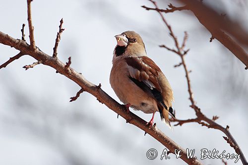 grubodziób Coccothraustes coccothraustes