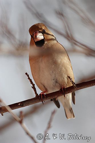 grubodziób Coccothraustes coccothraustes