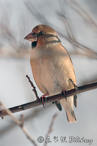 grubodziób Coccothraustes coccothraustes