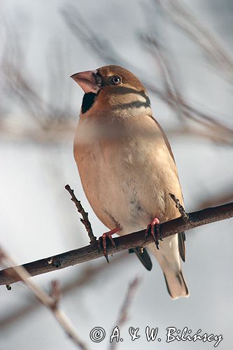 grubodziób Coccothraustes coccothraustes