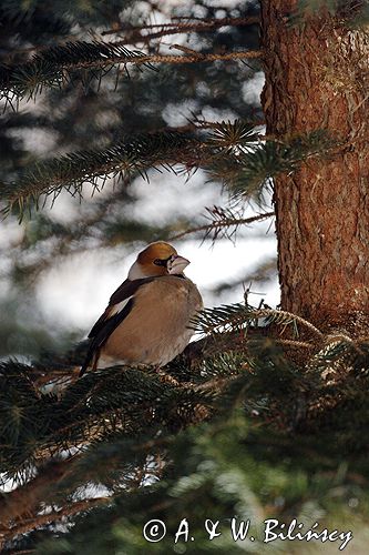 grubodziób Coccothraustes coccothraustes