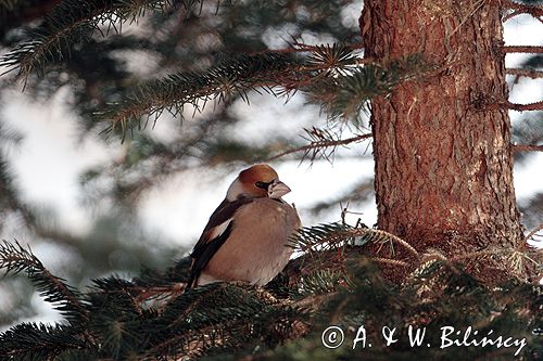 grubodziób Coccothraustes coccothraustes