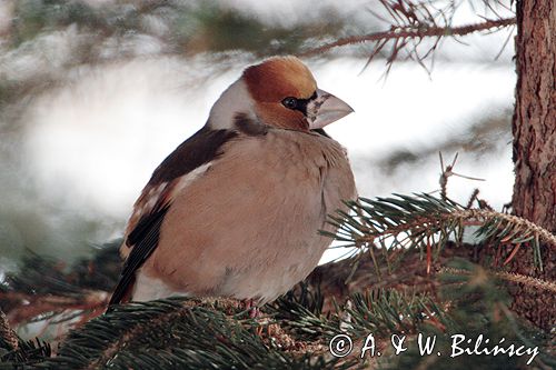 grubodziób Coccothraustes coccothraustes